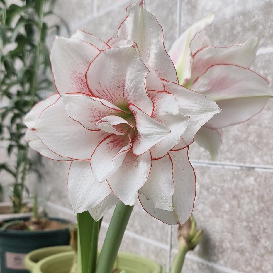 ℂ𝕒𝕣𝕞𝕖𝕟