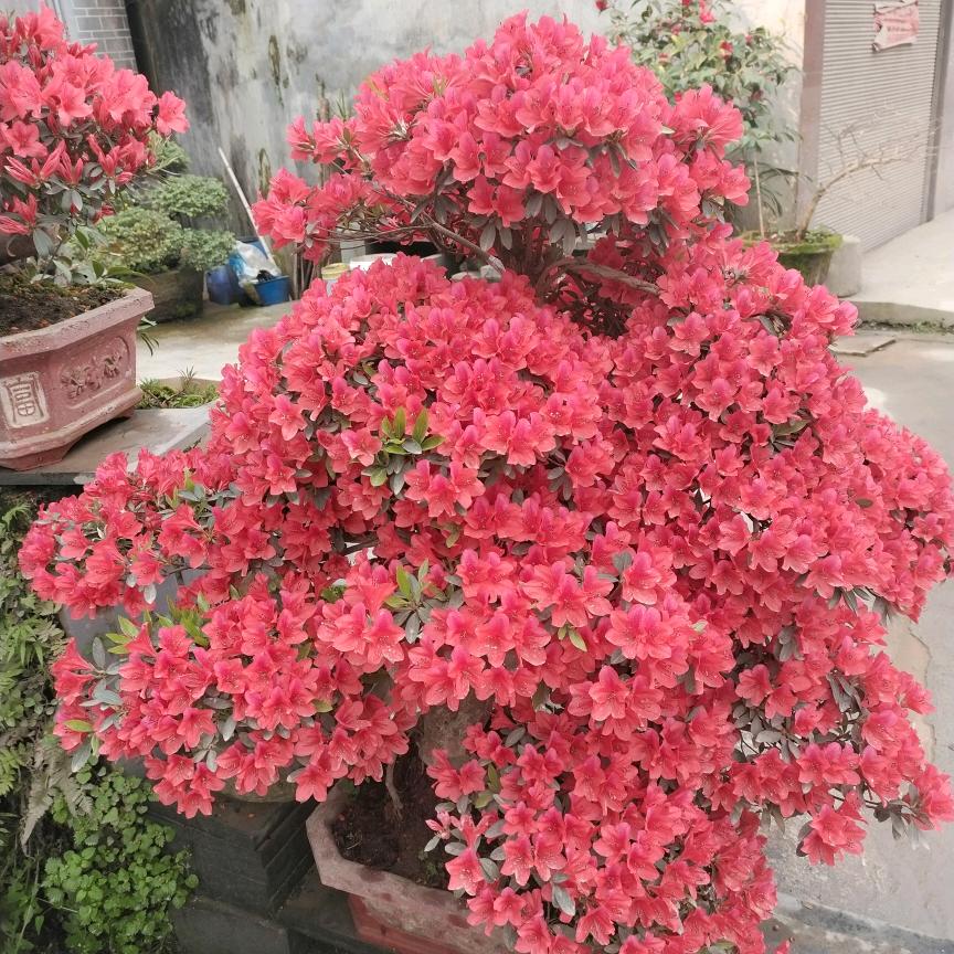 我是乡下人