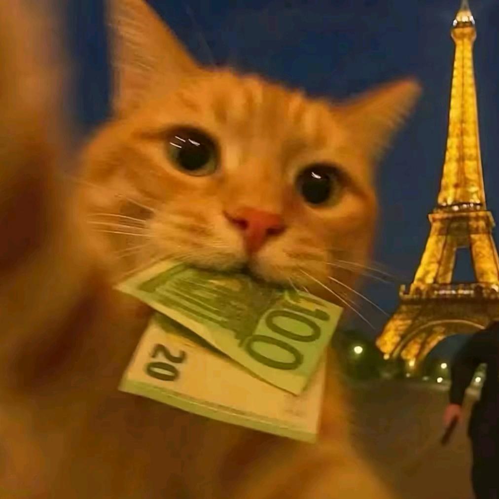 胖胖的小肥猫