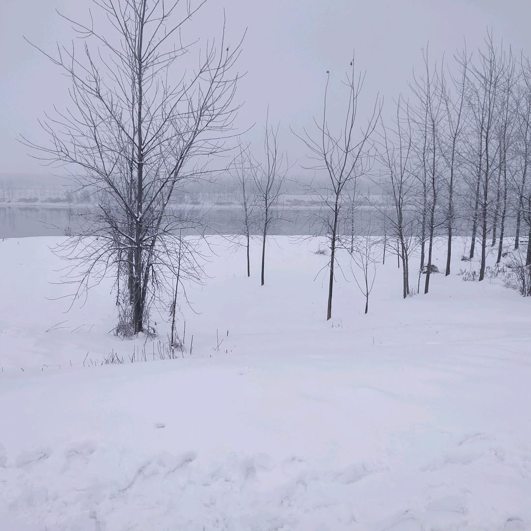 野马