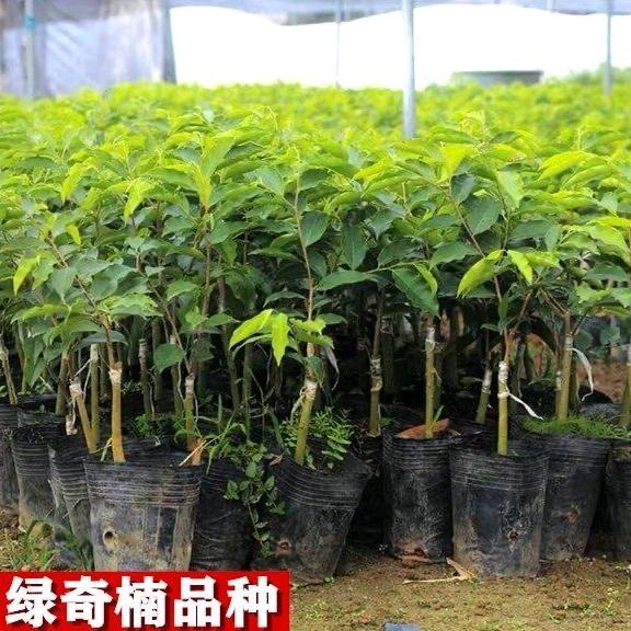 禾林名贵苗木经营中心