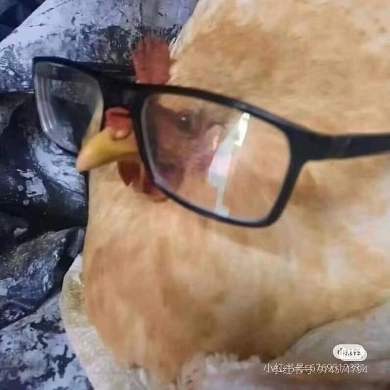 路边窜出二百只鸡偷走你外卖