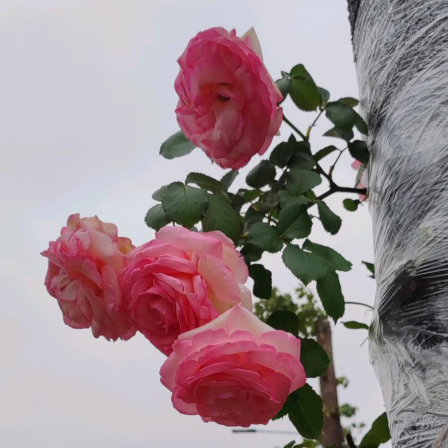 姐姐（拒私聊，拒合拍）