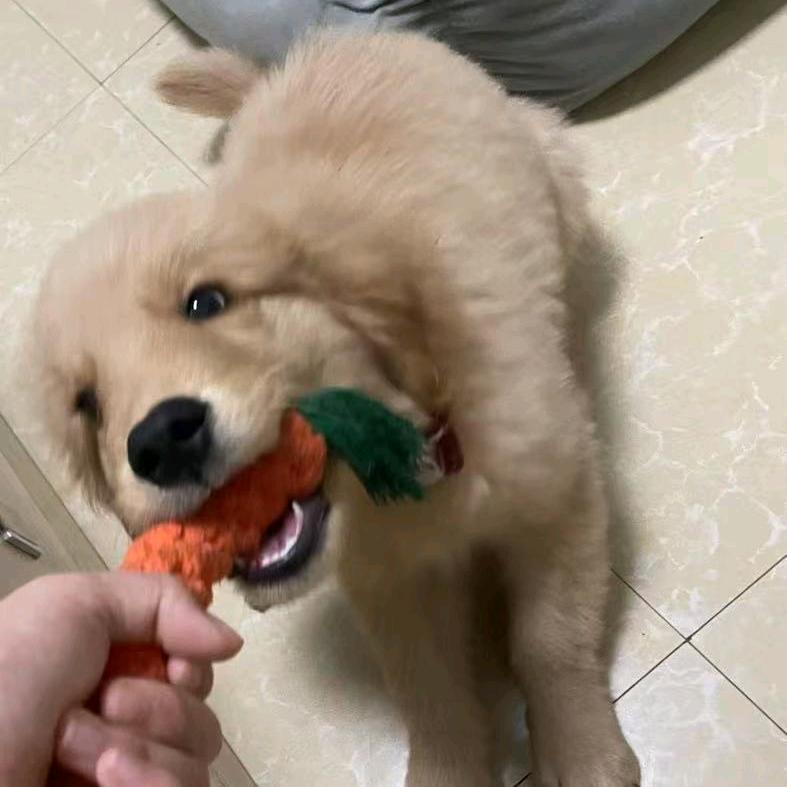 小秃