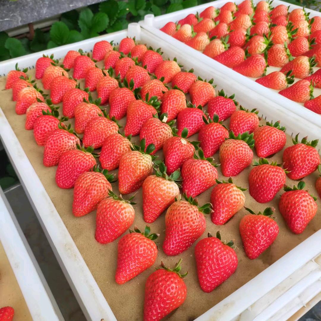 胖大叔丹东九九草莓