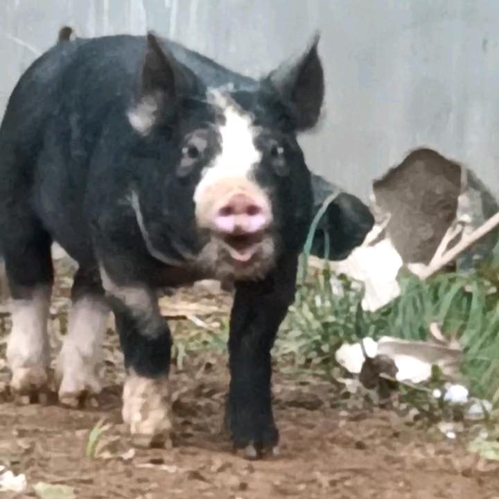 AAA种猪繁育