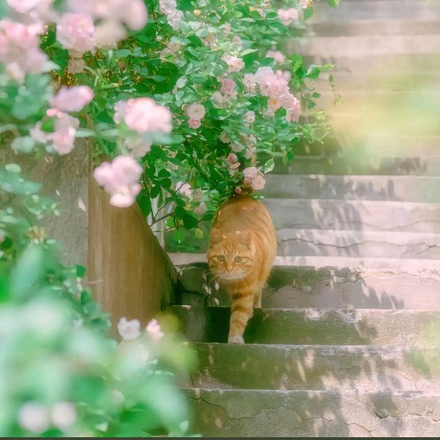 我家猫的彩虹宝藏