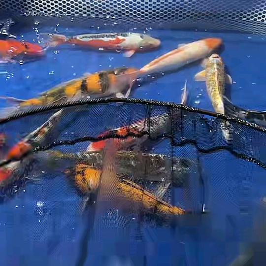 玖运 观赏鱼养殖