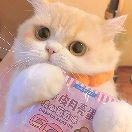 银川之光Y