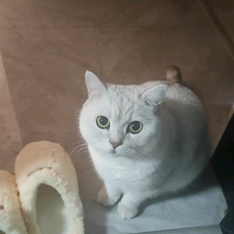 照镜
