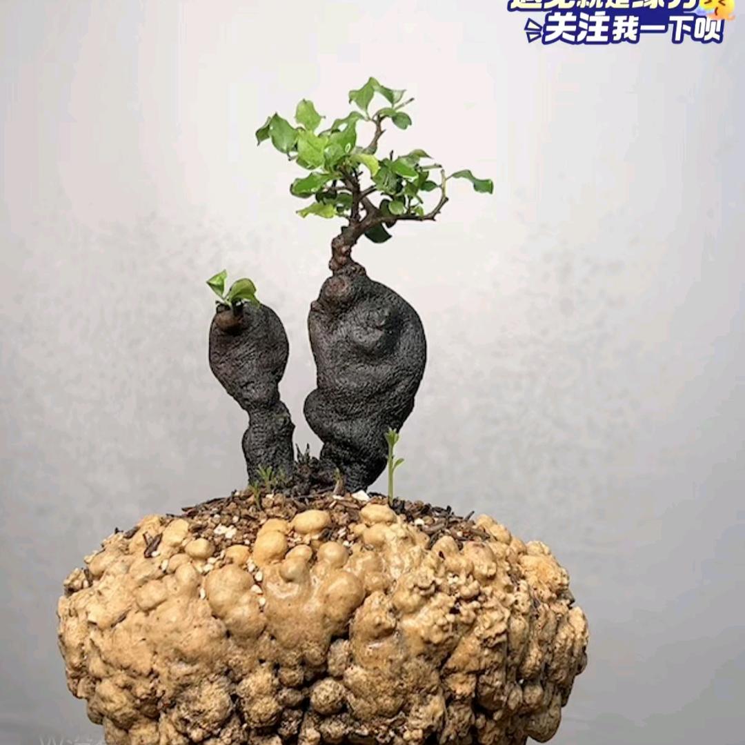 前鹏盆景苑