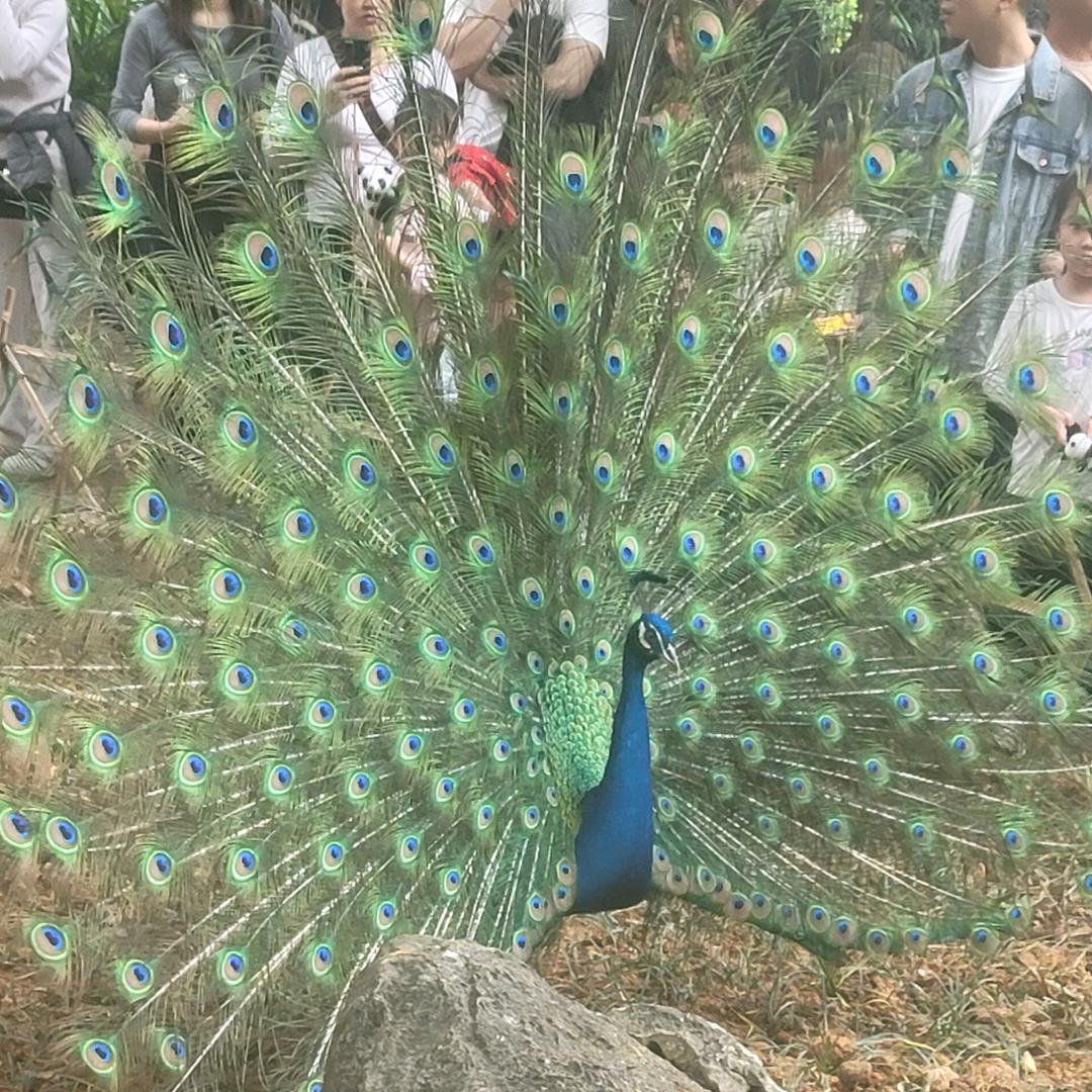 风霜夜雾深   漂泊不归人
