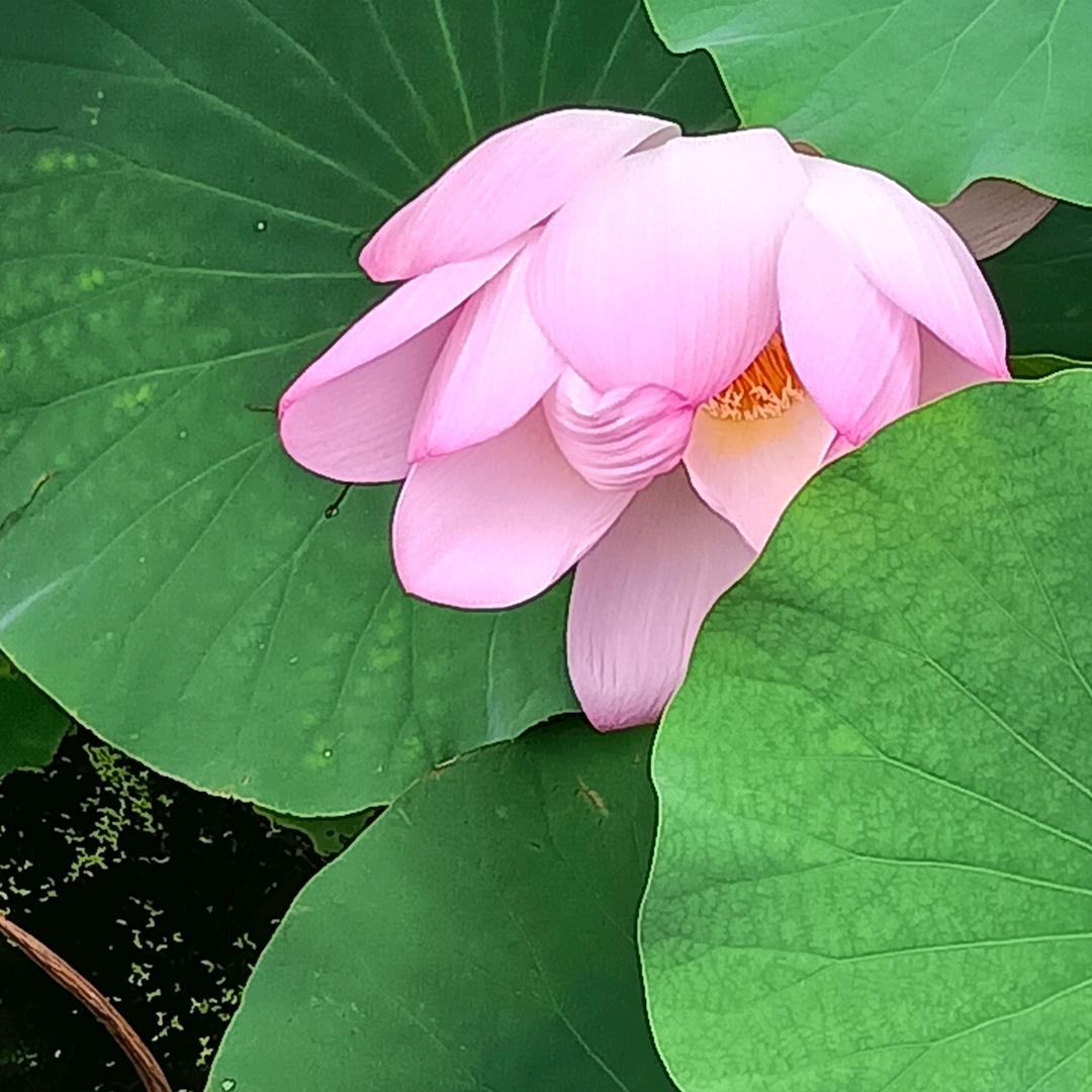 释然