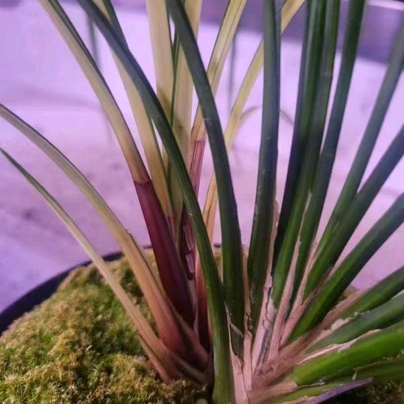 接地气农村资源兰花