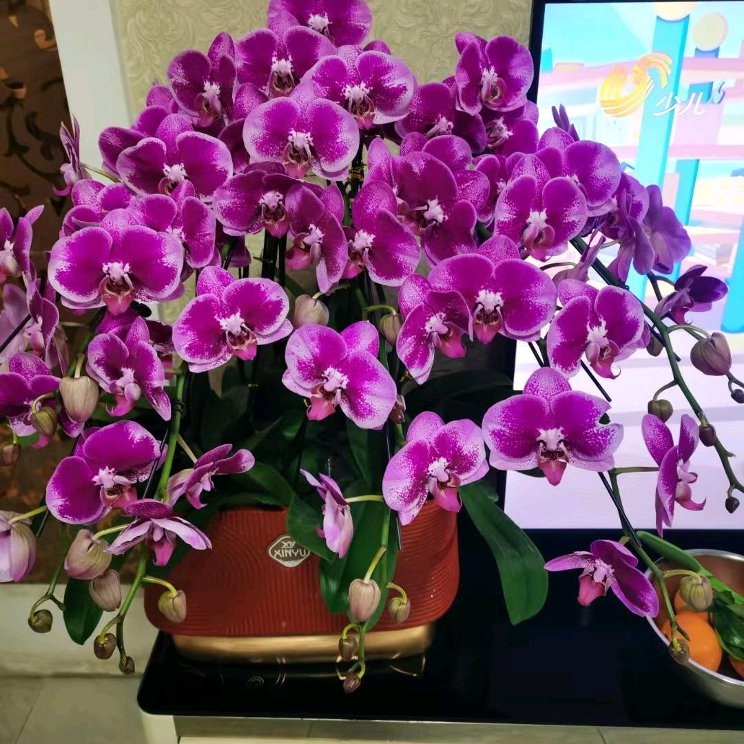 清风暖阳