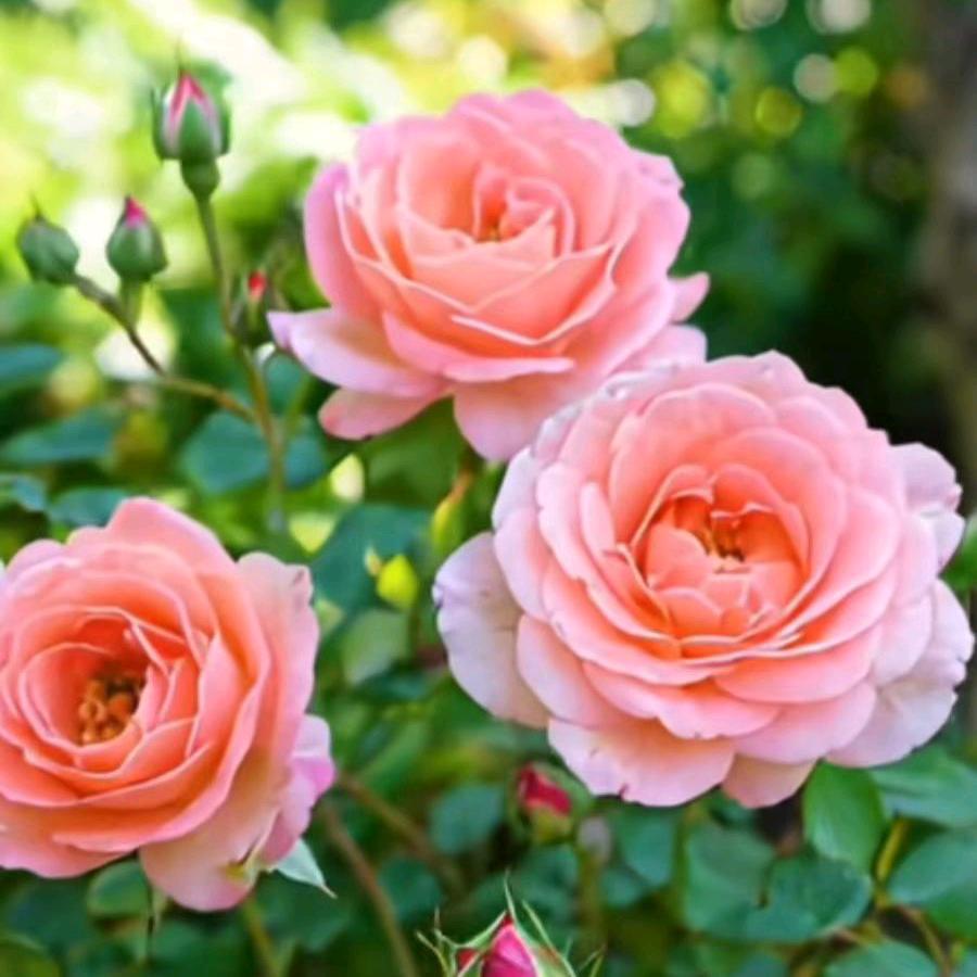 国民老床单臻选阁