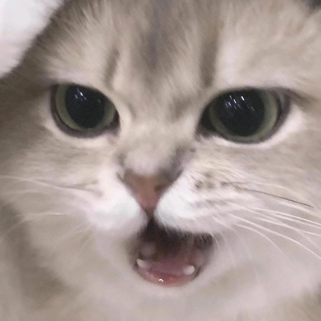 橙橙！