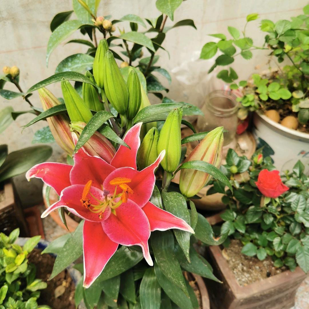 绒花