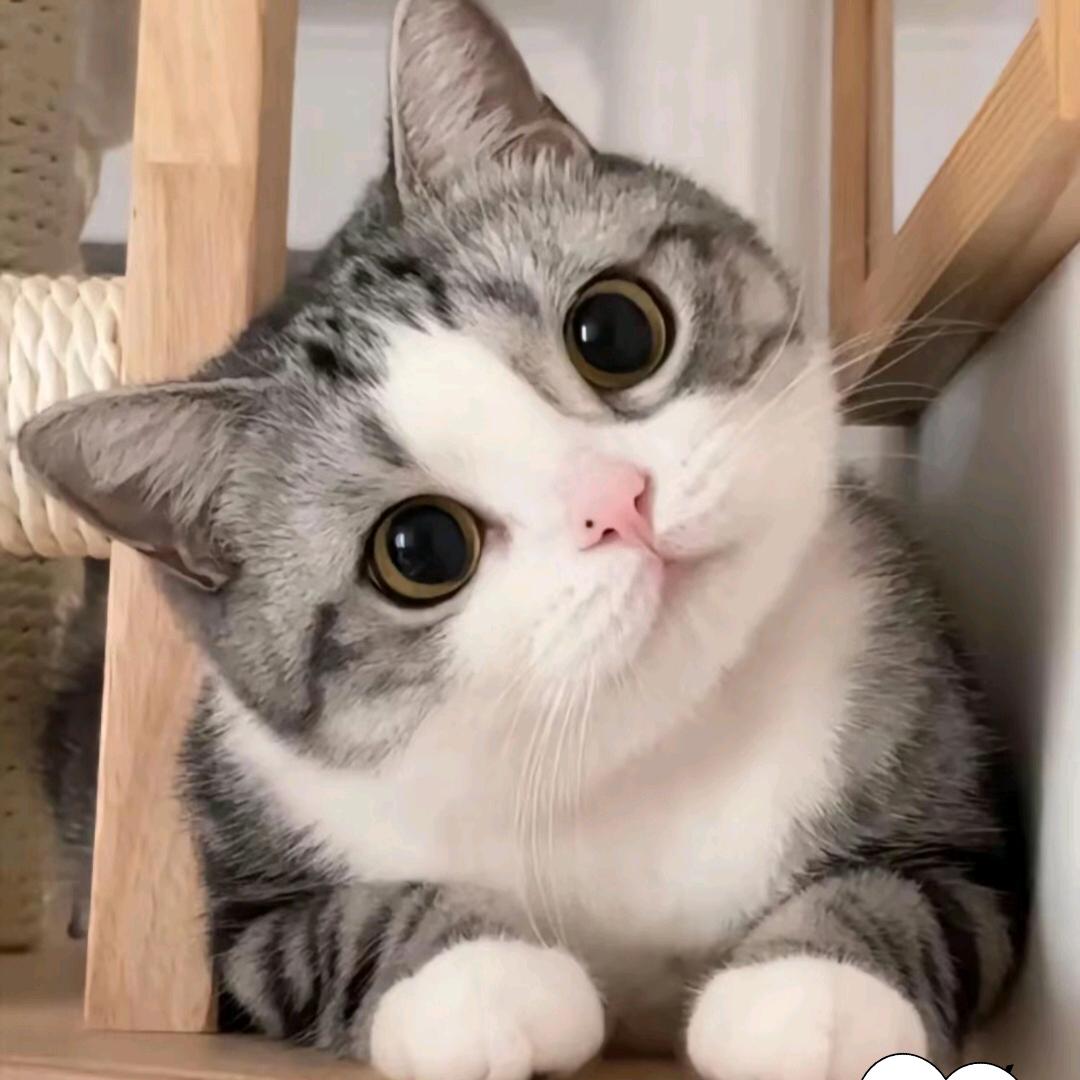 三和猫粮狗粮源头工厂