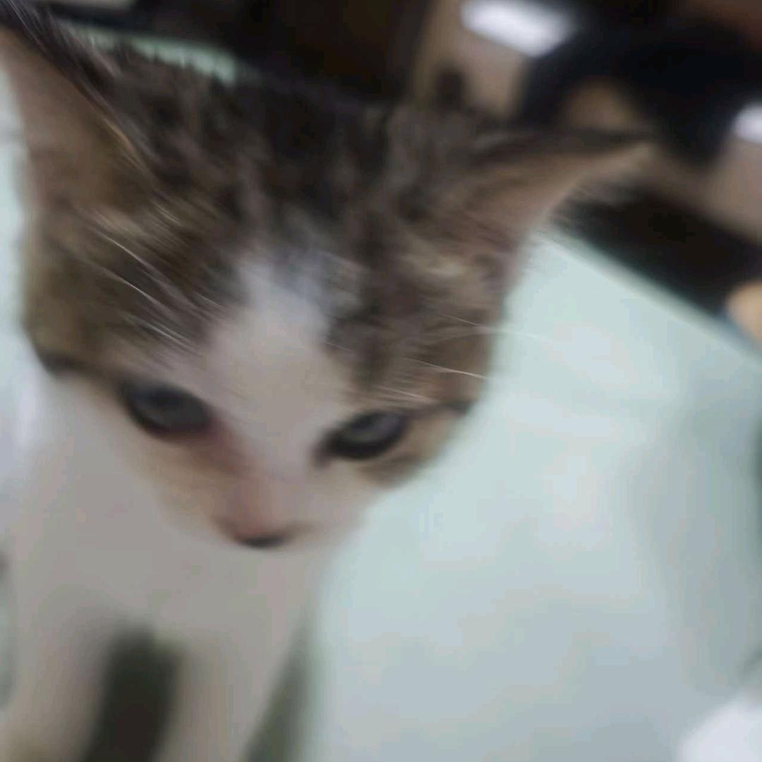 有只猫咪叫元宝