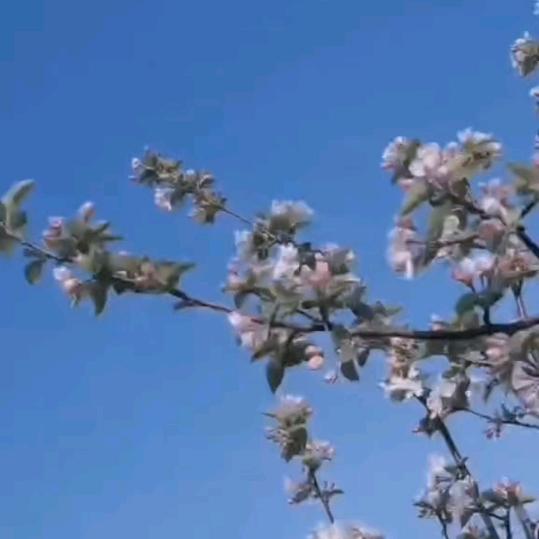 林乔