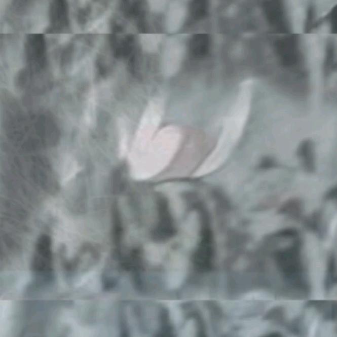 ZSYoy渌水清⛰️四东《网络大世界深》