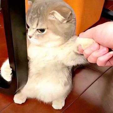 丿小橙