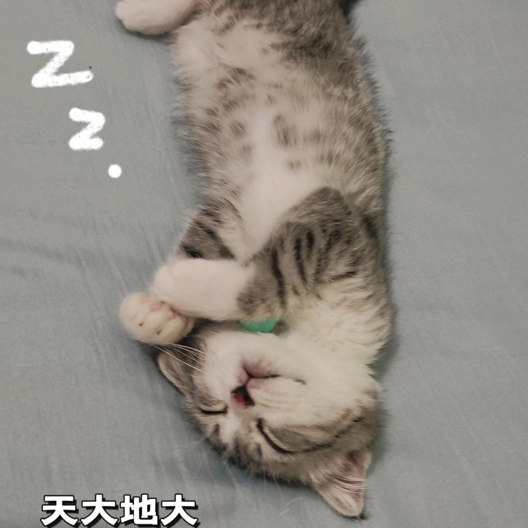 毛豆是只猫࿐