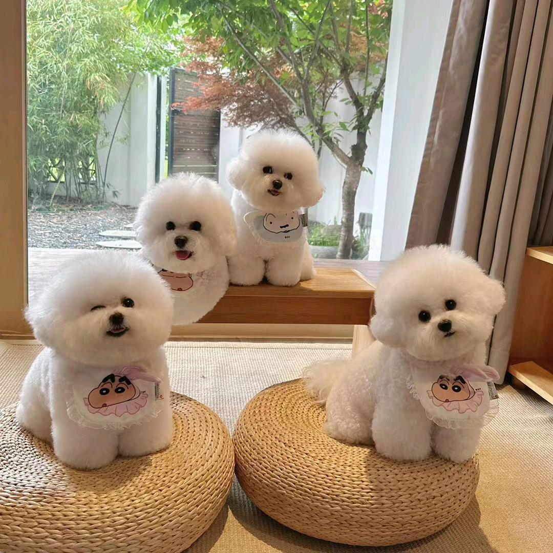 欢乐颂萌宠（寿光自制狗粮）