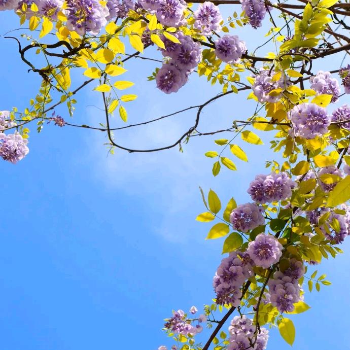 小小的种子开花了