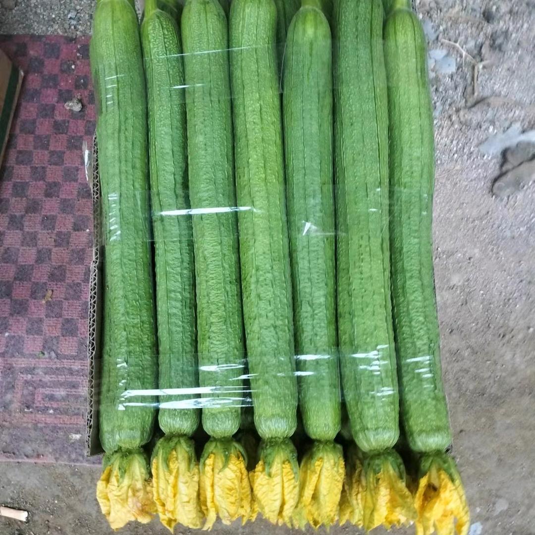 丝瓜西红柿代收小刘