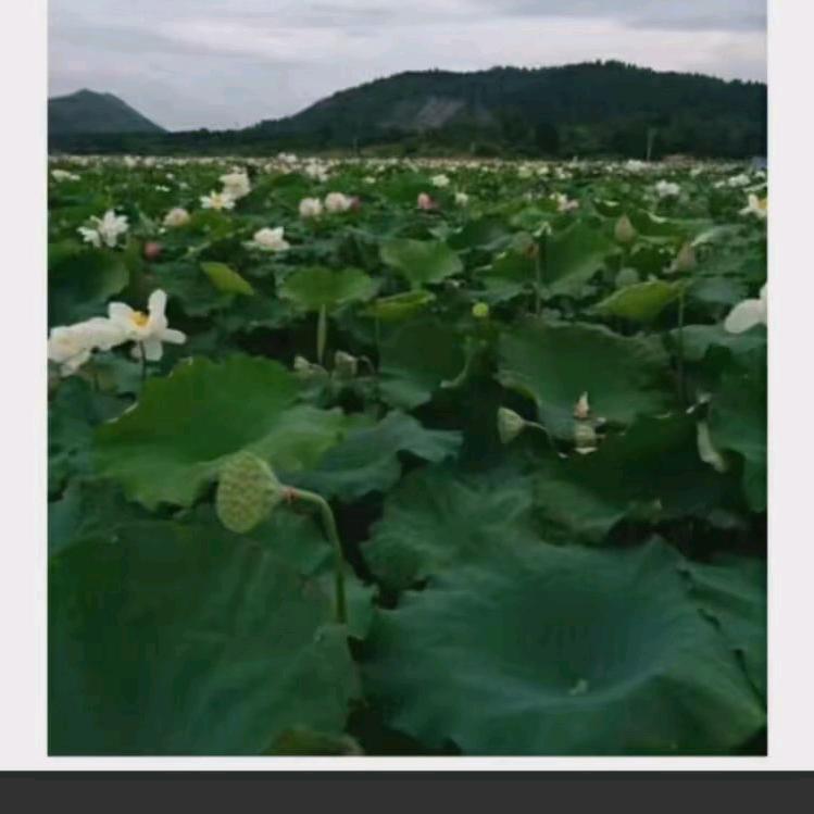 晴空旺李