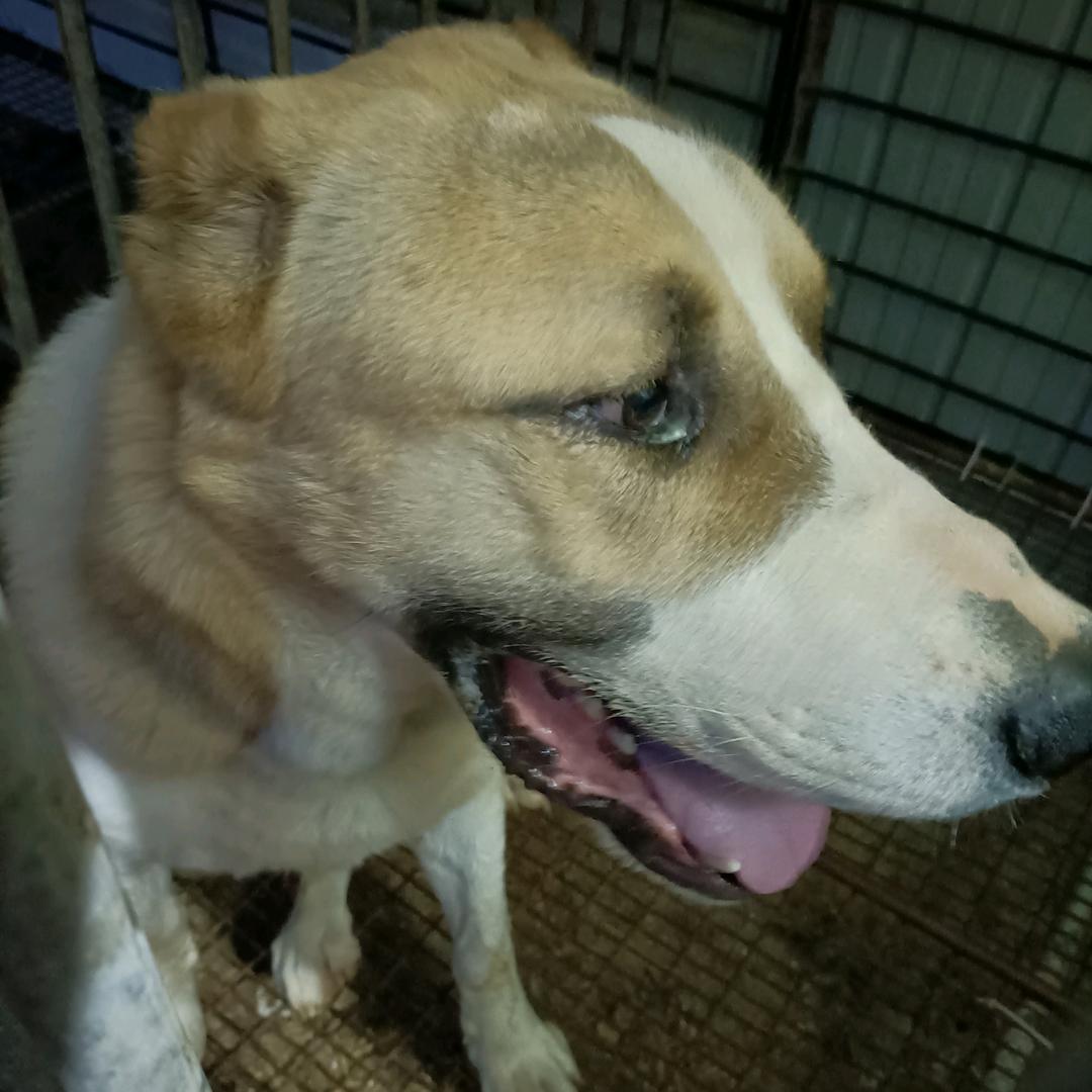 大小型犬繁殖（高狼长年借配）
