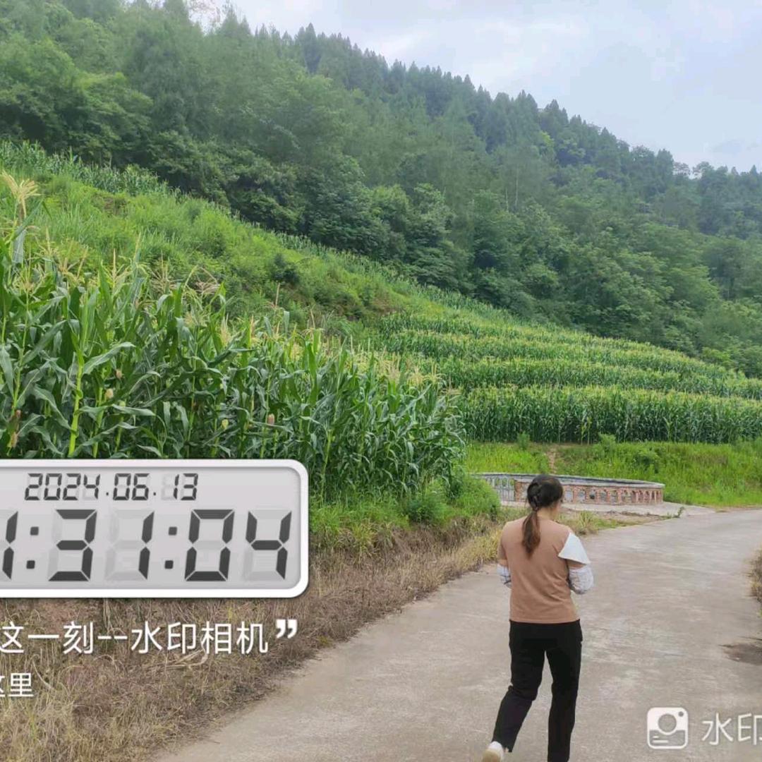 兰花优选