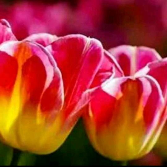 幸福花（君君）