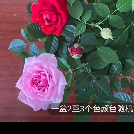 汤姐
