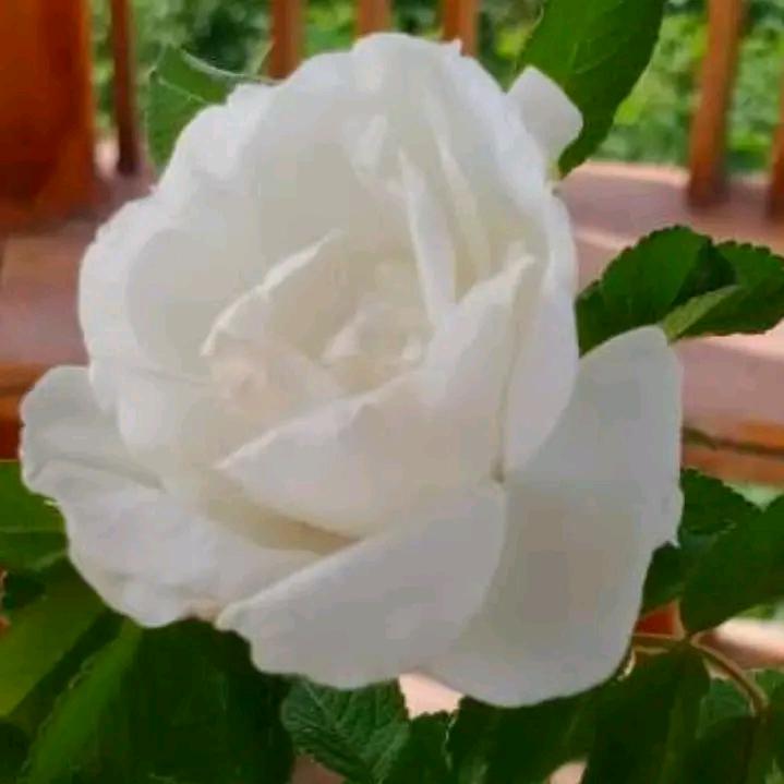 🥀白玫瑰🌹