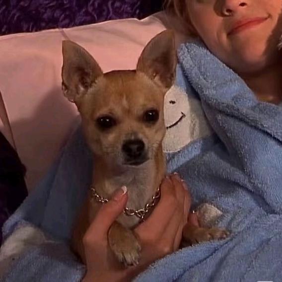 ˖ʚ晔˃𖥦˂晔ɞ˖