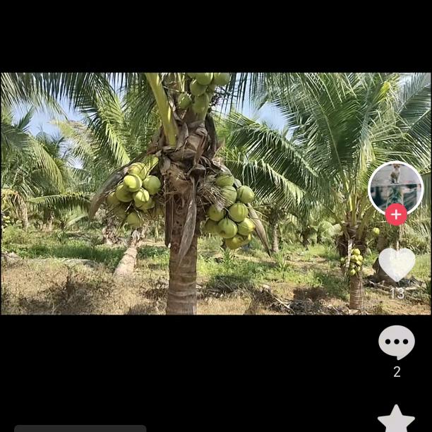 东方大千坡椰子批发