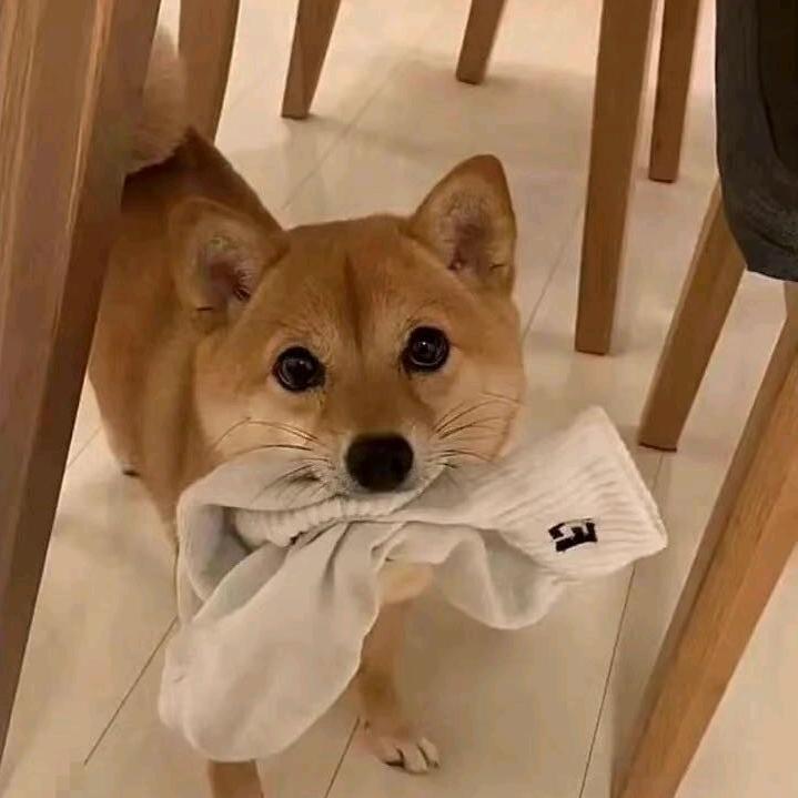 🐑（努力摆烂）
