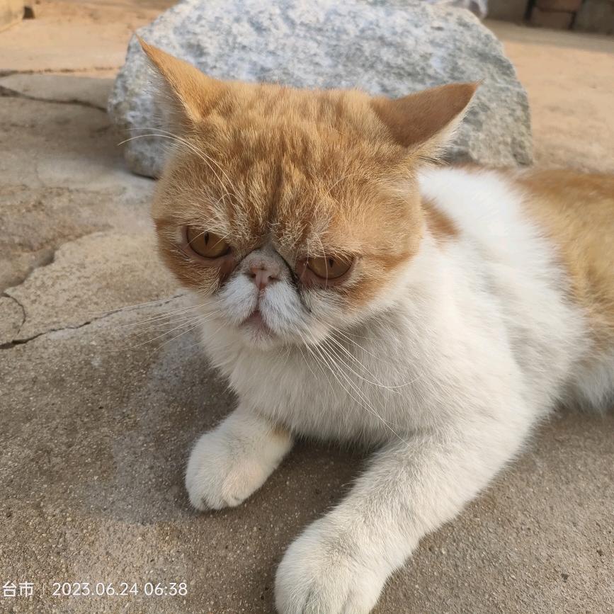 吃🐱的鱼