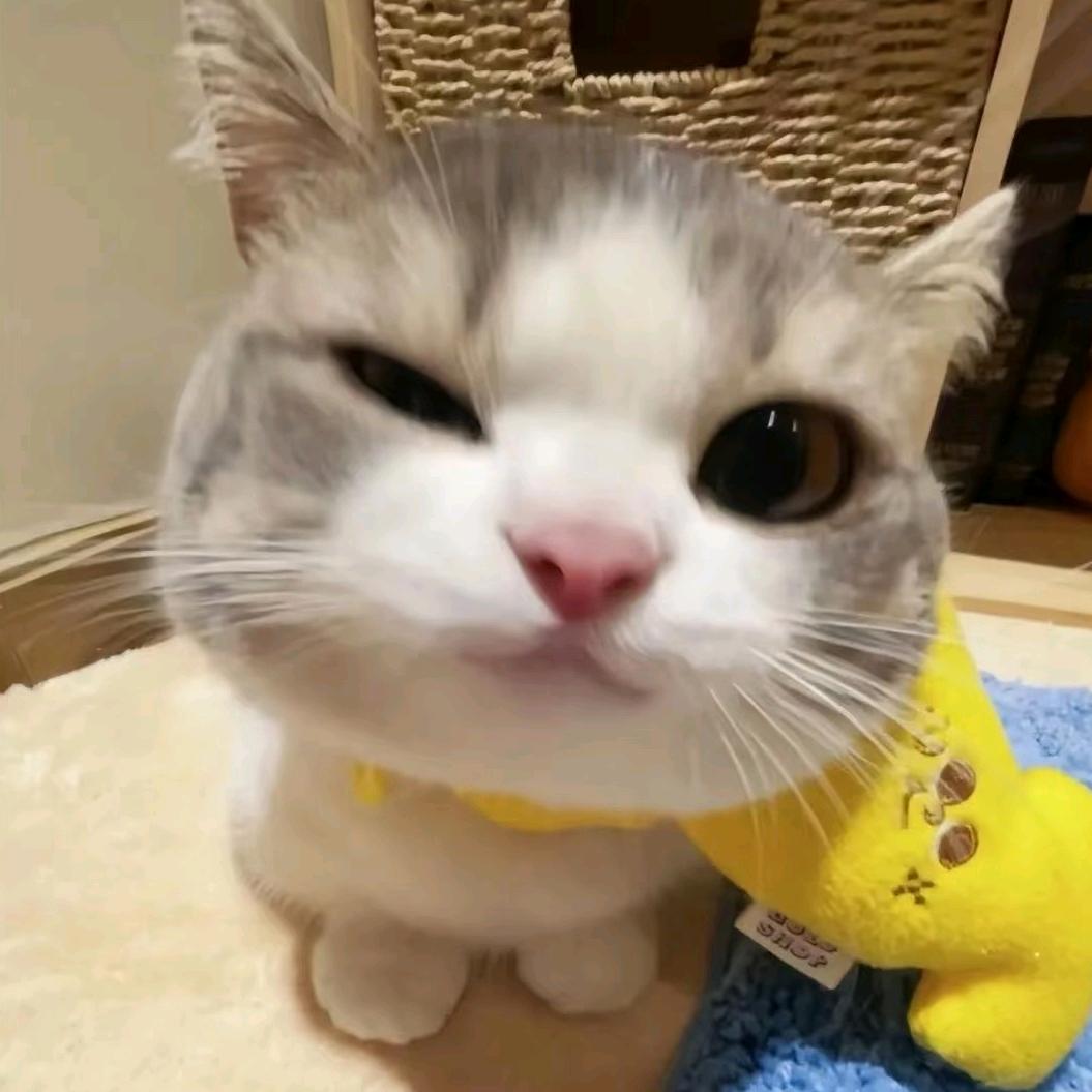 呜喵~