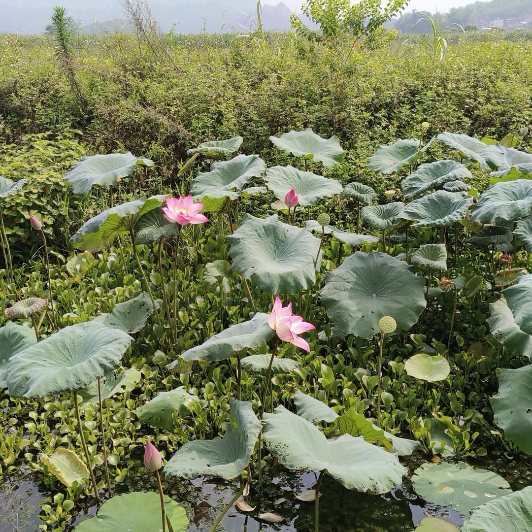 霏常之爱