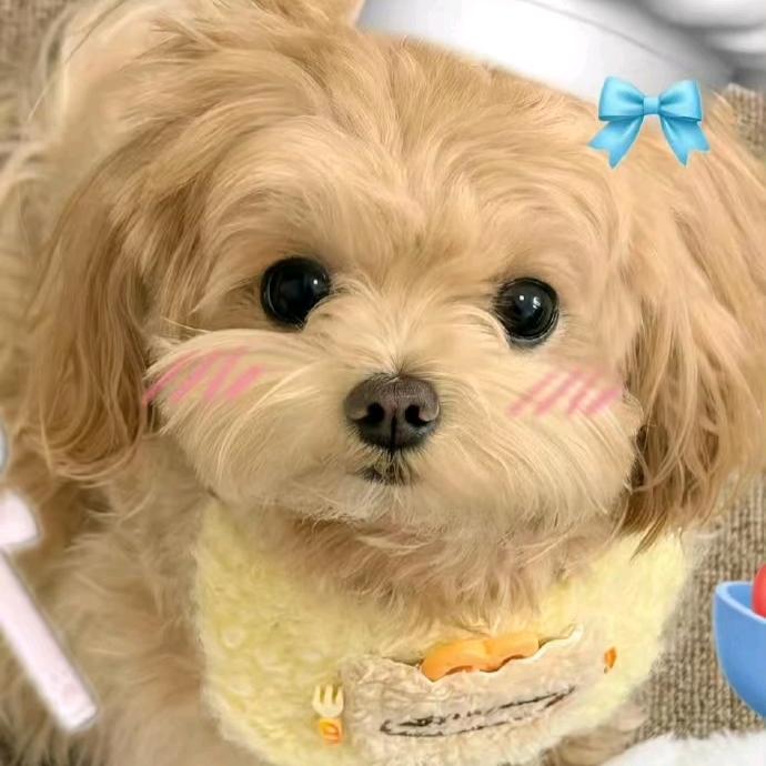 小羊羔zi🌤️aer