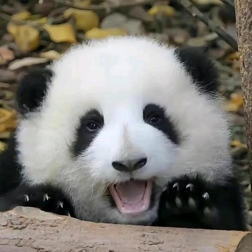 琳夕雨 🐼