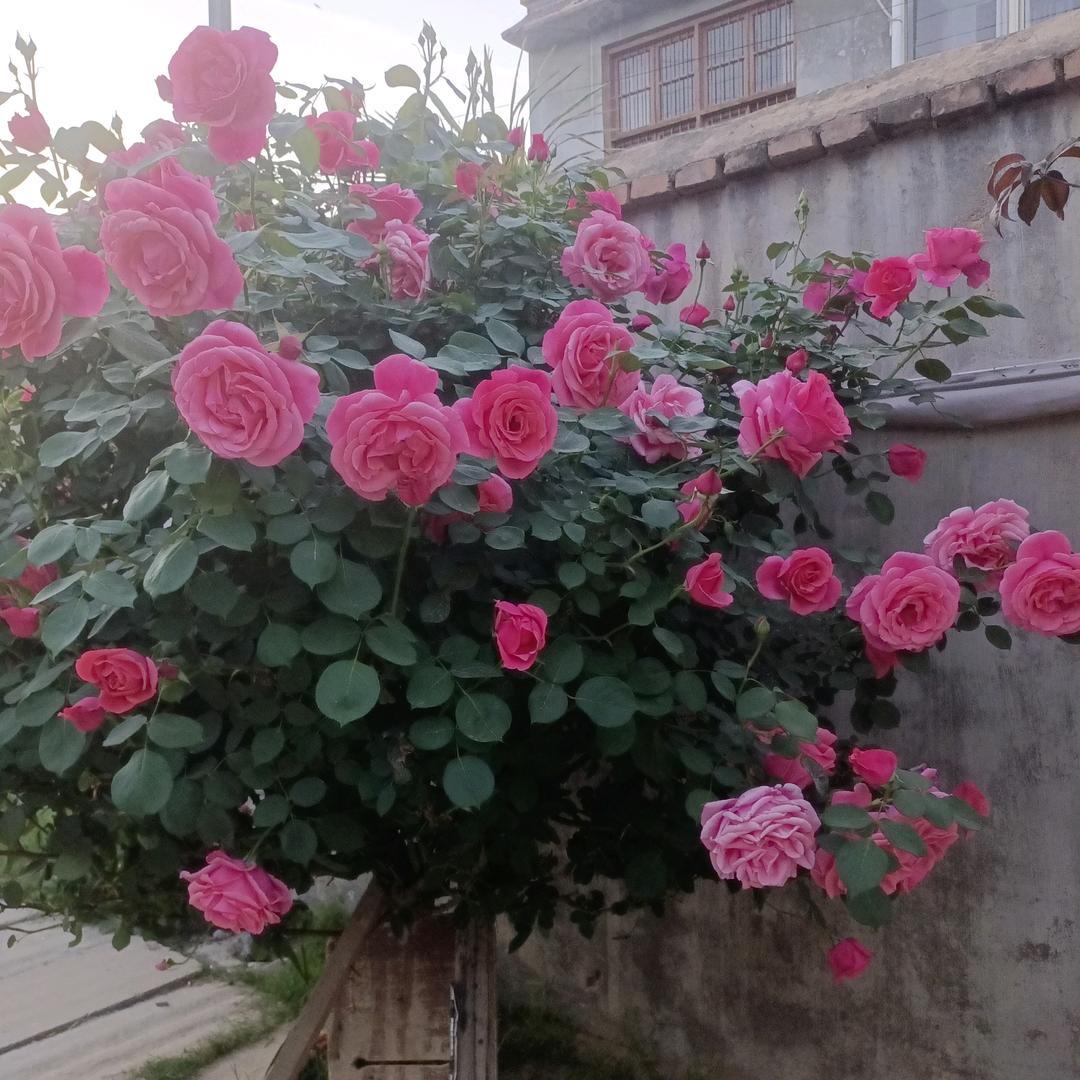 平安幸福崔大姐