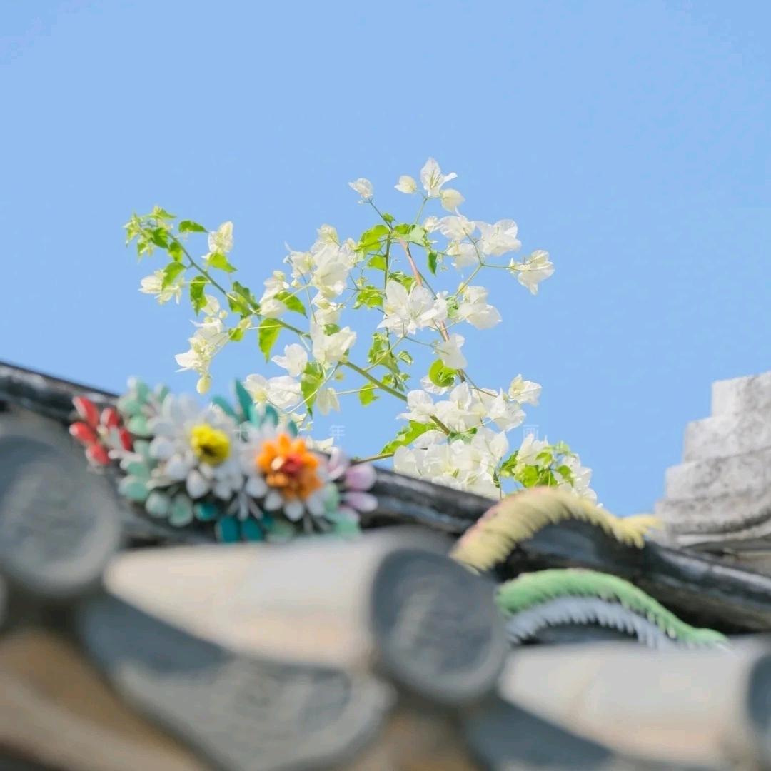 陌芷然