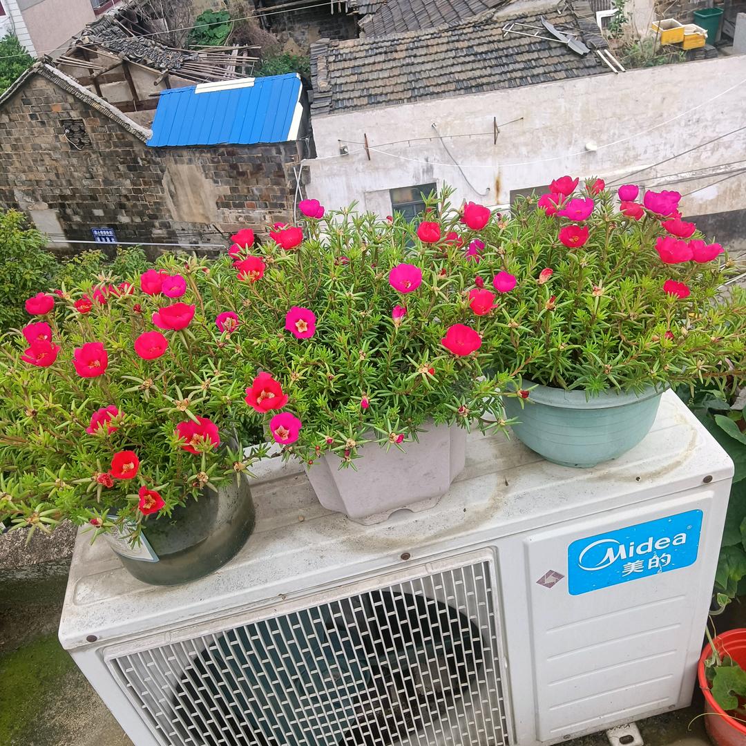 龙眠小花茶