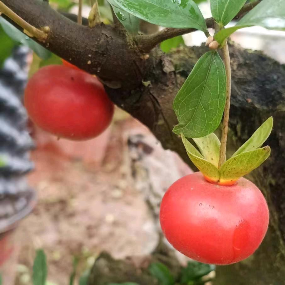 黑牙金彈子