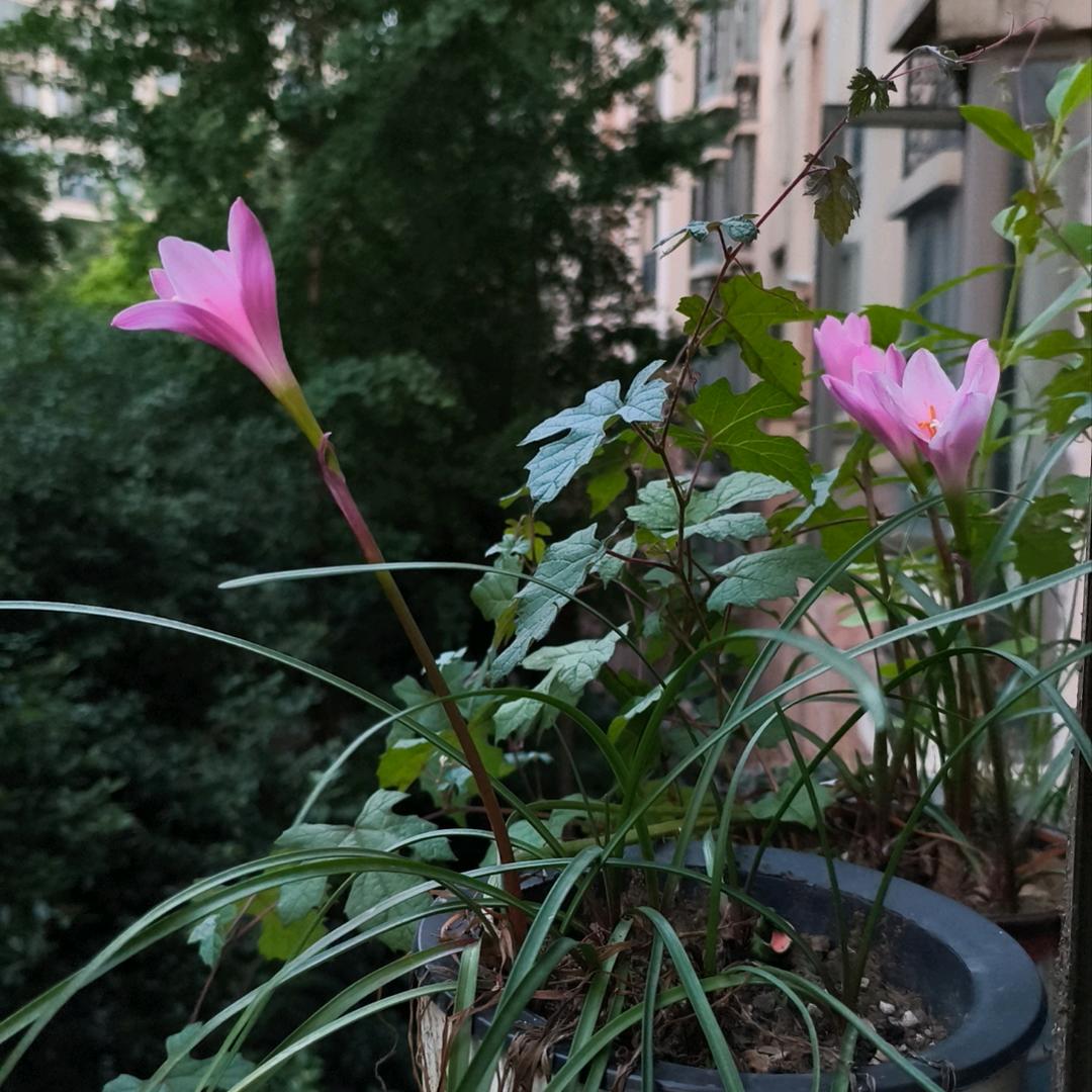 嗨唱🎙（首播晚上10：50）